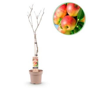 GreenboutiQ - Obstpflanze - Apfelbaum - Malus domestica Jonagold - Gelbgrüner Apfel - Topf 21cm Höhe 90cm