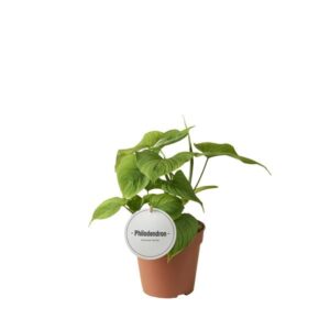 Philodendron Peru - Ø12cm - ↕30cm grüne Zimmerpflanze🍃