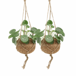 2x Kokodama Pilea Peperomiodes - Pfannkuchenpflanze - 20cm - ø15