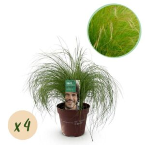 Ziergräser - Stipa tenuifolia Pony Tails - Grün - 4 Pflanzen - Immergrün - Wenig Pflege - Topf 17cm Höhe 50cm