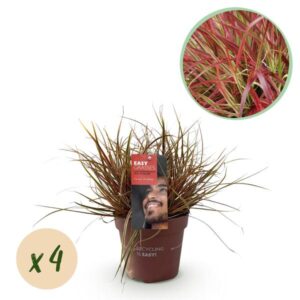 Ziergräser - Uncinia rubra Everflame - Rot - 4 Pflanzen - Immergrün - Wenig Pflege - Topf 17cm Höhe 50cm