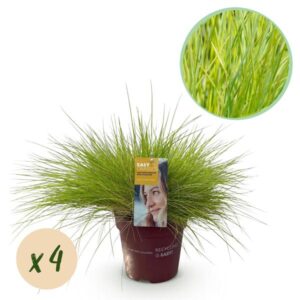 Ziergräser - Festuca glauca Golden Toupee - Gelb - 4 Pflanzen - Immergrün - Wenig Pflege - Topf 17cm Höhe 50cm
