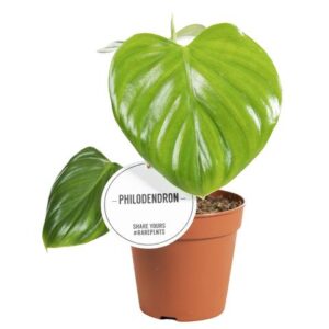 Philodendron Pittieri - Ø12cm - ↕30cm