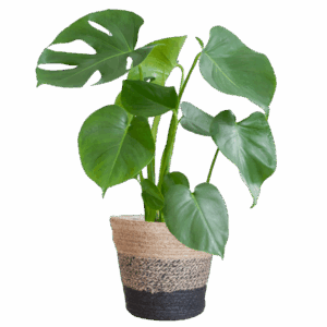 Monstera Deliciosa mit dem Lissabon-Schwarzkorb - 50cm - Ø17