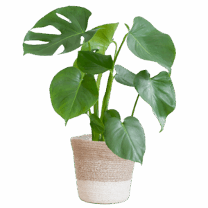 Monstera Deliciosa mit Lissabon Korb weiß- 50cm - Ø17