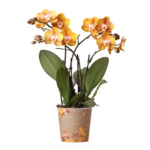 Kolibri Orchideen | Orange-goldene Phalaenopsis-Orchidee - Jewel Las Vegas - Topfgröße Ø12cm | blühende Topfpflanze - frisch vom Züchter
