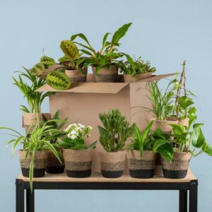 Green Misfitbox: Zimmerpflanzen 12er Set - inkl. 12 x Topf Lissabon schwarz