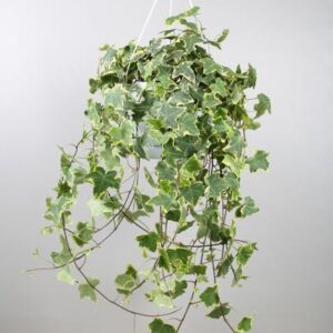 Hedera Helix Gold Child - Hang/XXL - Ø24cm - ↕cm