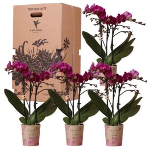 Kolibri Orchids - Überraschungsbox einfarbig - Pflanzen Vorteilsbox - Überraschungsbox mit 4 verschiedenen Orchideen - frisch vom Züchter