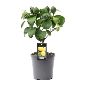 Citrus Lemon op Stam - Ø15cm - ↕35cm