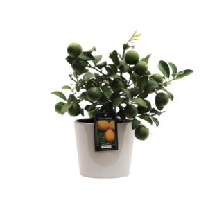 Citrus Lemon in Keramiek Roma Grijs - Ø16cm - ↕45cm