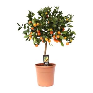 Citrus zitronenbaum Lemontree Calamondin - Ø22cm - ↕80cm