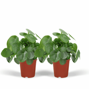 2x Glückstaler Pilea Peperomiodes - Pfannkuchenpflanze - 25cm - ø15