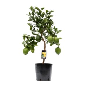 Citrus Zitronenbaum Lemontree  - Ø22cm - ↕80cm