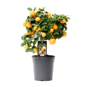 Citrus Calamondin Zitronenbaum Lemontree - Ø15cm - ↕40cm