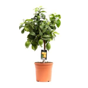 Citrus Lemon - Ø19cm - ↕70cm