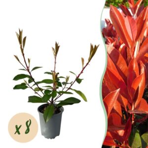 GreenboutiQ - Heckenpflanzen - Photnia fraseri Red Robin - Blatt rot grün - 8 Pflanzen - 1 laufender Meter - immergrün - Topf 9cm Höhe 30-35cm