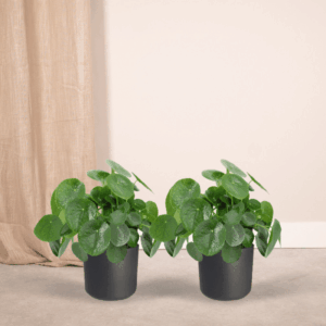 2x Glückstaler Pilea Peperomiodes - Pfannkuchenpflanze - 25cm - ø15