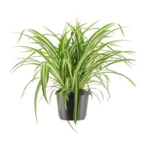 Chlorophytum Comosum Variegatum Grünlilie - Ø17cm - ↕30cm