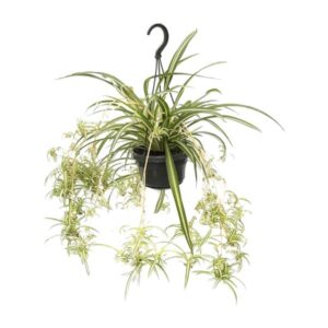 Chlorophytum Comosum Variegatum Grünlilie - Ø14cm - ↕55cm