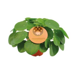 Glückstaler Pilea Peperomioides - Ø15cm - ↕30cm