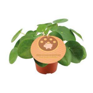 Glückstaler Pilea Peperomioides - Ø12cm - ↕20cm