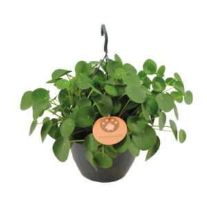 Glückstaler Pilea Peperomioides - Ø27cm - ↕40cm