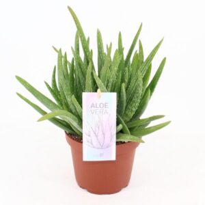 Aloe Vera - Ø14cm - ↕25cm