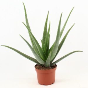 Aloe Vera - Ø19cm - ↕70cm 🌵
