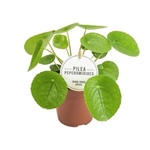 Glückstaler Pilea Peperomioides - Ø13cm - ↕20cm