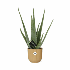 Aloe Vera 12cm in ELHO Vibes Fold 14cm geel