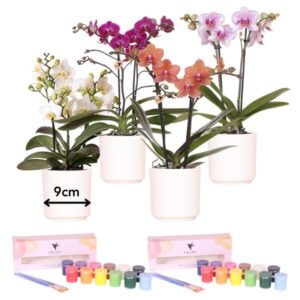 Kolibri Creatives | Malset zum Bemalen von 4 Blumentöpfen + Orchideen | Für 4 Personen | Anfänger-Künstler