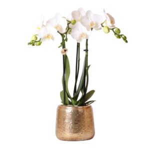Kolibri Orchideen | weiße Phalaenopsis Orchidee - Amabilis + Luxus Ziertopf gold - Topfgröße Ø9cm - 40cm hoch | blühende Zimmerpflanze im Blumentopf - frisch vom Züchter
