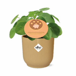 Glückstaler Pilea Peperomioides 12cm in ELHO Vibes Fold 14cm geel