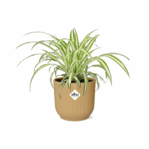 Chlorophytum Comosum Variegatum Grünlilie in ELHO Vibes Fold 14cm geel
