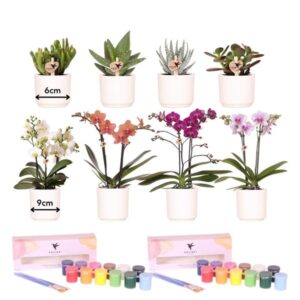 Kolibri Creatives | Malset zum Bemalen von 8 Blumentöpfen + Orchideen und Sukkulenten | Für mindestens 4 Personen | Kreativer Visionär