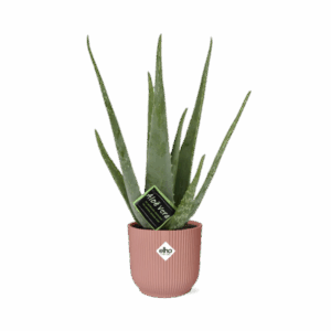 Aloe Vera 12cm in ELHO Vibes Fold 14cm roze