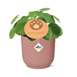 Muttertags - Glückstaler Pilea Peperomioides 12cm in ELHO Vibes Fold 14cm roze
