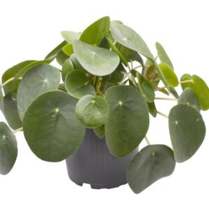 Glückstaler Pilea Peperomioides - Ø12cm - ↕20cm