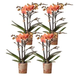 Kolibri Orchids | COMBI DEAL von 4 orange Phalaenopsis Orchideen - Bozen - Topfgröße Ø9cm blühende Zimmerpflanze - frisch vom Züchter