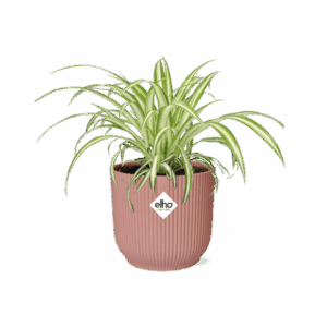 Chlorophytum Comosum Variegatum Grünlilie in ELHO Vibes Fold 14cm roze
