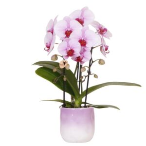 Kolibri Orchideen | Rosa Orchidee Niagara Falls + Gradience Blumentopf Pink - Topfgröße Ø9cm | Blühende Zimmerpflanze - Frisch vom Züchter