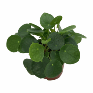 Glückstaler Pilea Peperomioides - Ø13cm - ↕20cm