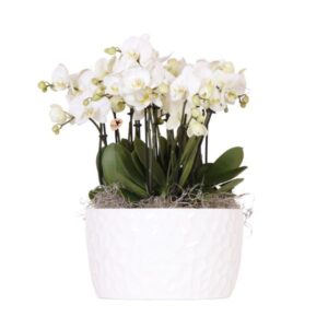 Kolibri Orchids | weißes Orchideen-Set in Honey-Schale inkl. Wasserreservoir | drei weiße Orchideen Gent 12cm | Mono-Bouquet weiß mit selbstversorgendem Wasserreservoir