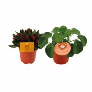 Glückstaler Peperomia Duo Rosso/Pilea Peperomioides - 2 Stücke - Ø10.5cm - ↕15cm