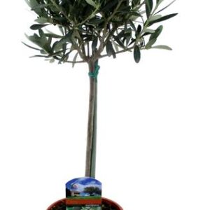 Olea Europaea - Ø14cm - ↕60cm