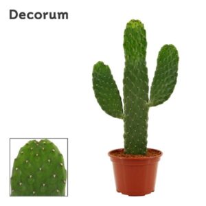 Opuntia Consolea Rubescens 14 Cm (Decorum) - Ø14cm - ↕43cm