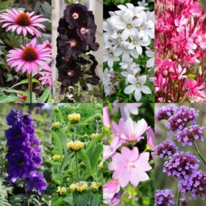 GreenboutiQ - Stauden paket - Bienen- und Schmetterlingsanziehend - 8 Stauden - Für 1 m2 - Verschiedene Farben - Wenig Pflege - Topf 11cm