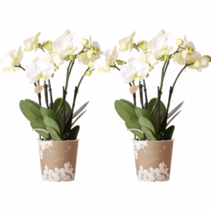 Kolibri Orchids I COMBI DEAL von 2 weißen Phalaenopsis-Orchideen - Topfgröße Ø12cm | blühende Zimmerpflanze - frisch vom Züchter