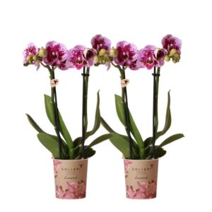 Kolibri Orchids | COMBI DEAL von 2 rosa lila Phalaenopsis Orchideen - El Salvador - Topfgröße Ø9cm | blühende Zimmerpflanze - frisch vom Züchter